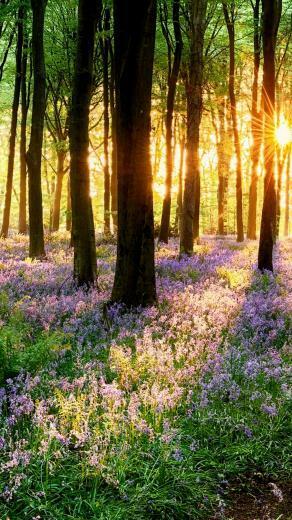 Spring Grass On Sunset 4k Ultra HD Wallpaper Net