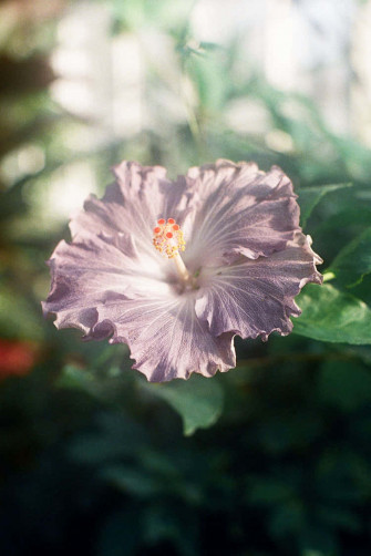 Hibiscus Aesthetic Wallpaper