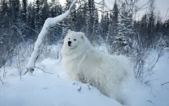 Samoyed HD Wallpaper Animal Planet