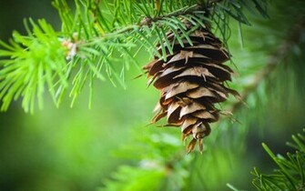 Pine Cone Wallpaper HD