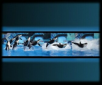Shamu Wallpaper By Biggrey