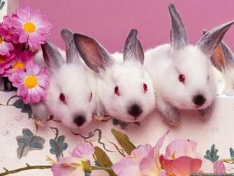 Anime Manga Wallpaper Cartoon Bunny
