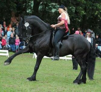 Pirate Princess On Friesian By Ponystock