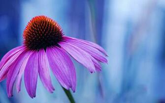 Amazing Macro Flowers Wallpaper