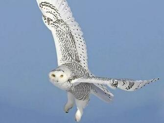 Desktop Wallpaper HD Snowy Owl Owls Image