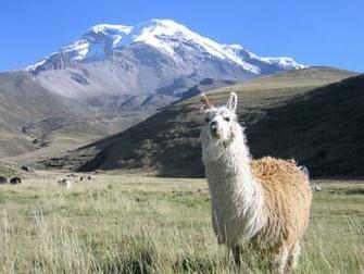 Llama Mountain Scenery Nature S Wallpaper