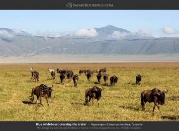 Ngorongoro Crater Photos Image Pictures