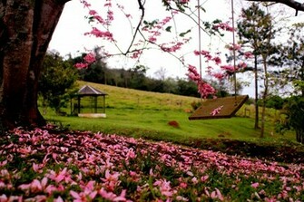 Nature Grass Flowers Spring Wallpaper By Springbackground2015
