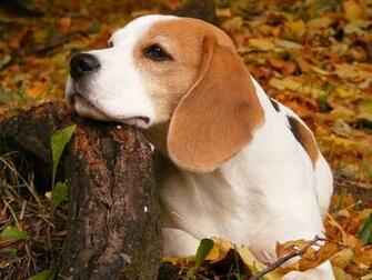 Beagle Wallpaper At Wallpaperbro