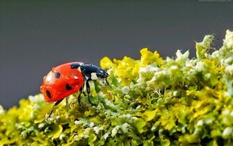 Ladybugs Wallpaper Image