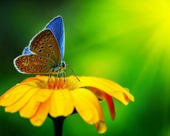 The Yellow Flower High Quality And Resolution Wallpaper