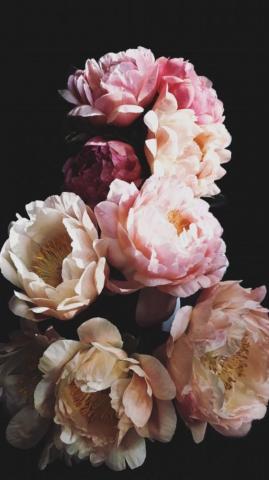 Nature Wallpaper iPhone Flower Background