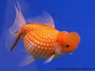Wallpaper Beautiful Fish For Desktop
