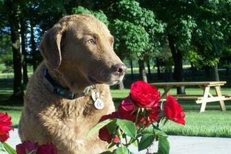 Retriever Chesapeake Bay Image Crazy Gallery