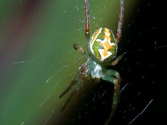 Miscellaneous Spider Wallpaper