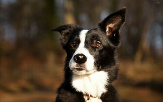 Border Collie Wallpaper Animal