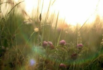 Summer Wildflowers Wallpaper Just In The Very