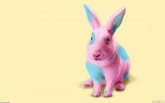 Pink Rabbit Wallpaper Open Walls