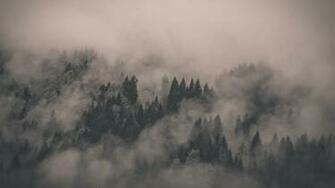 Fog Forest Nature Background For Wallpaper Cool