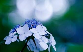 Hydrangea Computer Wallpaper Desktop Background Id