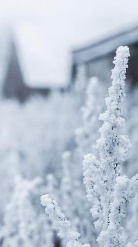Snow White Winter Flower iPhone Wallpaper