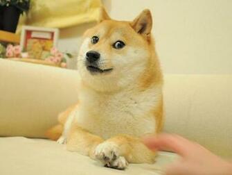 Leonsumbitches You Have Encountered A From Dailydoge