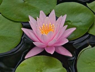 Wallpaper Water Lily