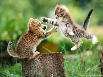 Ninja Summer Kittens Animal Planet High Resolution Wallpaper