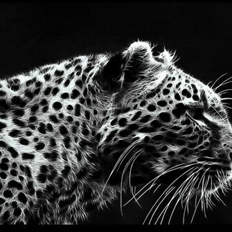 Black And White Cheetah Background Wallpaper HD