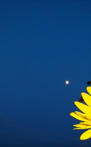 Yellow And Dark Blue Background On A