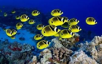 Tropical Fish School Desktop Animal X Oscar