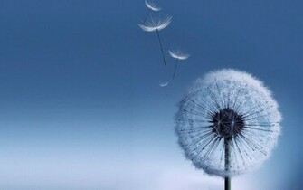 Galaxy S3 Dandelion Wallpaper Desktop