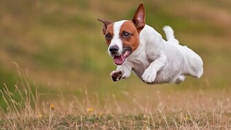 The Jack Russell Terrier Wallpaper Picswallpaper