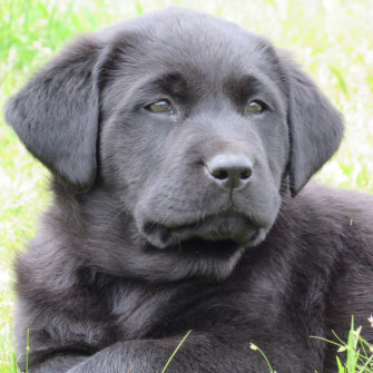 Labs Of Love