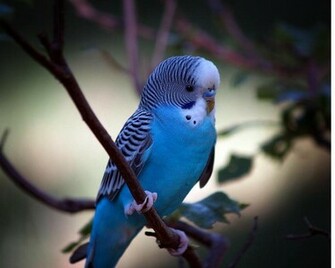 Single Blue Bird Wallpaper Sitting Around Flowers