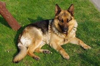 German Shepherd Dog Fan Full Desktop Wallpaper