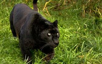 Black Panther HD Wallpaper Image Cool