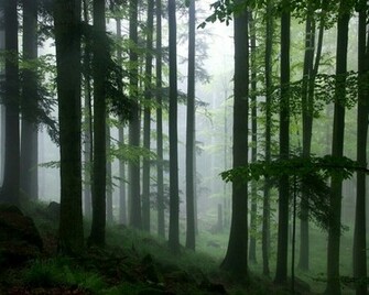 Rainforest High Definition Desktop Wallpaper HD Nature