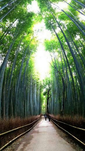 Forest iPhone Wallpaper HD