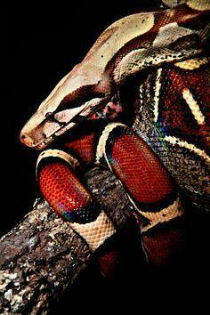 Ideas About Boa Constrictor Snakes
