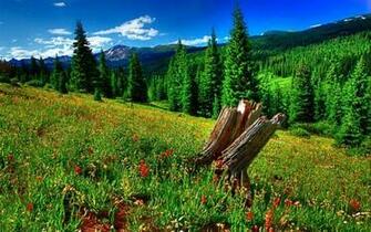 High Resolution Summer Mountain Meadow Desktop Laptop Wallpaper