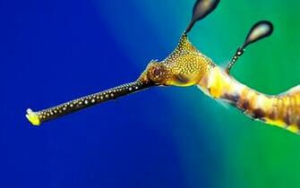Seahorse Computer Wallpaper Desktop Background Id