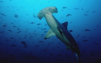 Shark Wallpaper HD Pictures Animal