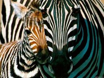 Zebra Wallpaper