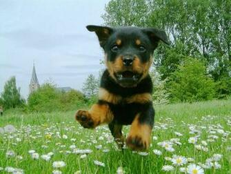Rottweiler Puppies Wallpaper HD Background