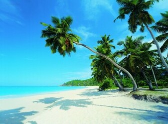 Bollywood Wallpaper Palm Tree HD