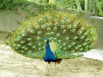 Beautiful Wallpaper For Desktop Peacock HD