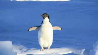 Animal Penguin Winter HD Wallpaper Stream