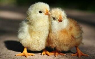 Baby Chickens Wallpaper