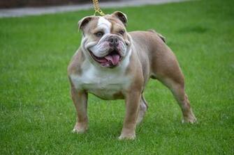 Bulldog HD Wallpaper